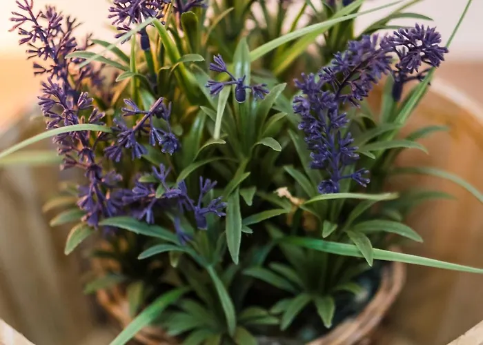 Vera Lilli Hotel de apartamente